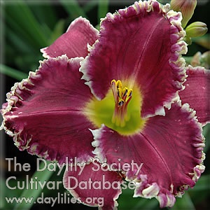 Daylily Blissful Blackberry Pie